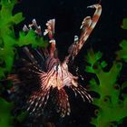 Rotfeuerfisch - Lionfish - Pterois volitans