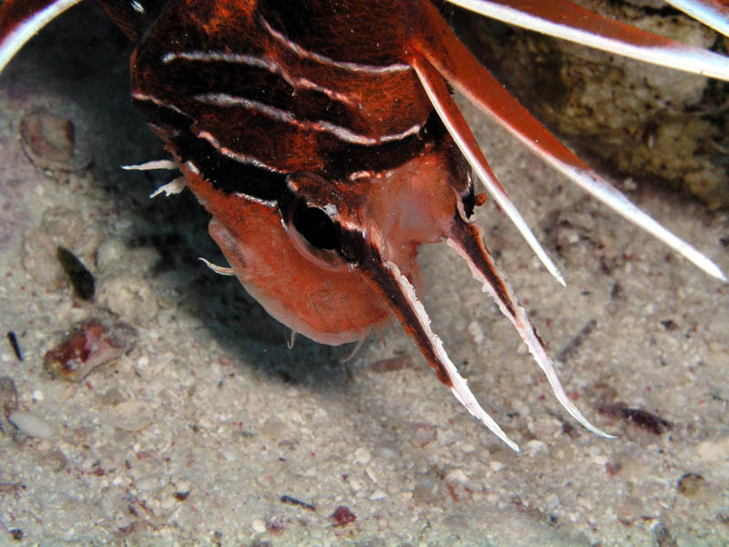 Rotfeuerfisch Nahaufnahme