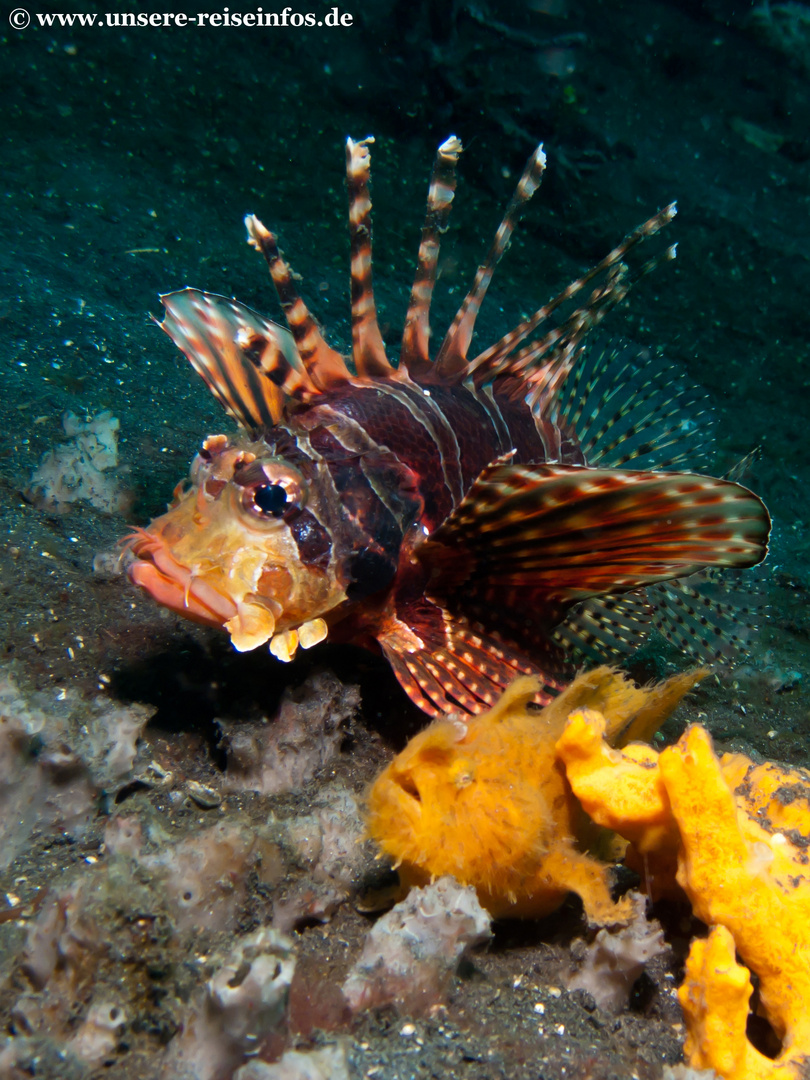 Rotfeuerfisch neben Anglerfisch (Frogfish)