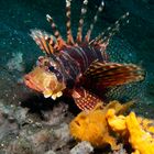 Rotfeuerfisch neben Anglerfisch (Frogfish)