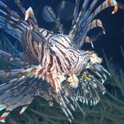 Rotfeuerfisch Pescador Island Cebu Philippinen