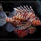 Rotfeuerfisch (Pterois volitans)