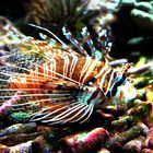 Rotfeuerfisch (Pterois volitans)