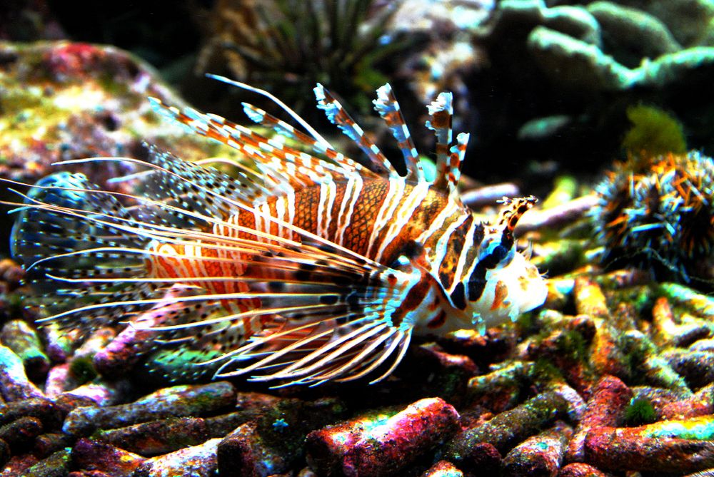 Rotfeuerfisch (Pterois volitans)