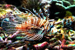 Rotfeuerfisch (Pterois volitans)