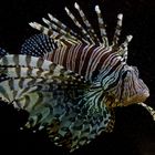 Rotfeuerfisch (Pterois volitans)