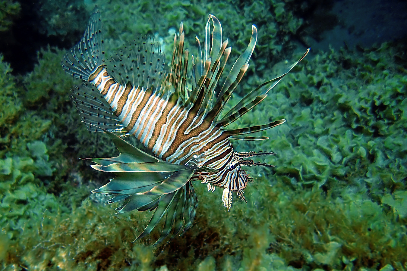 Rotfeuerfisch vor Rhodos