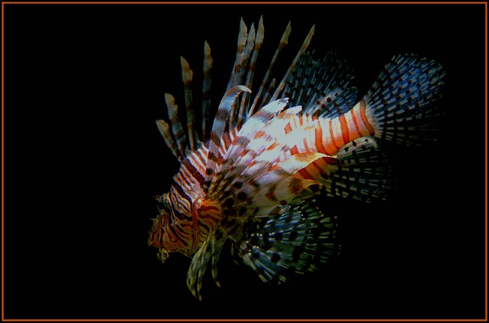 Rotfeuerfisch-Zoo Duisburg