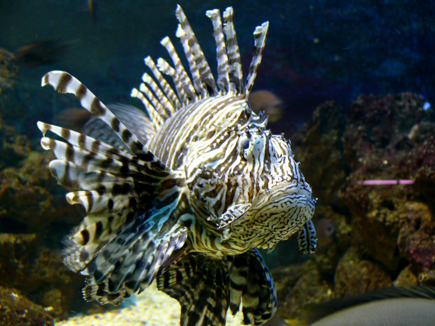 Rotfeuerfisch (Zoo Leipzig)