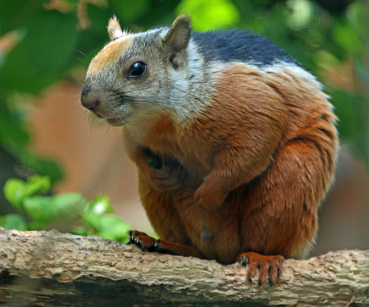 Rotflanken Bunthörnchen