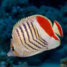 Rotfleck-Falterfisch -Chaetodon paucifasciatus