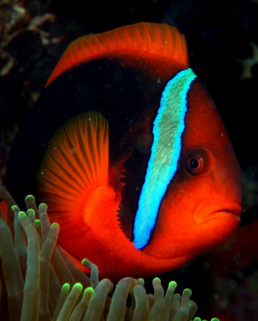 Rotflossen Anemonenfisch