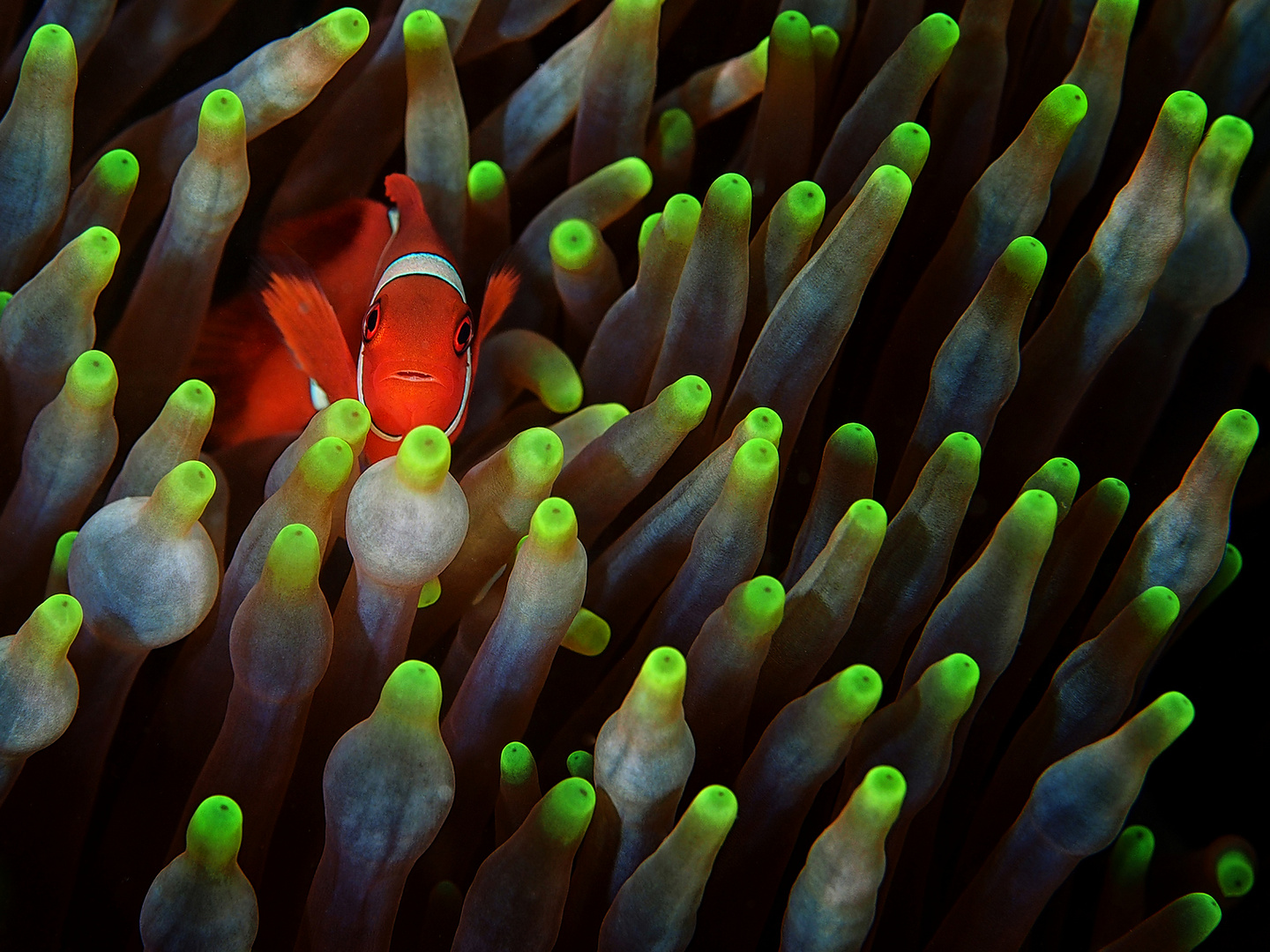Rotflossen-Anemonenfisch