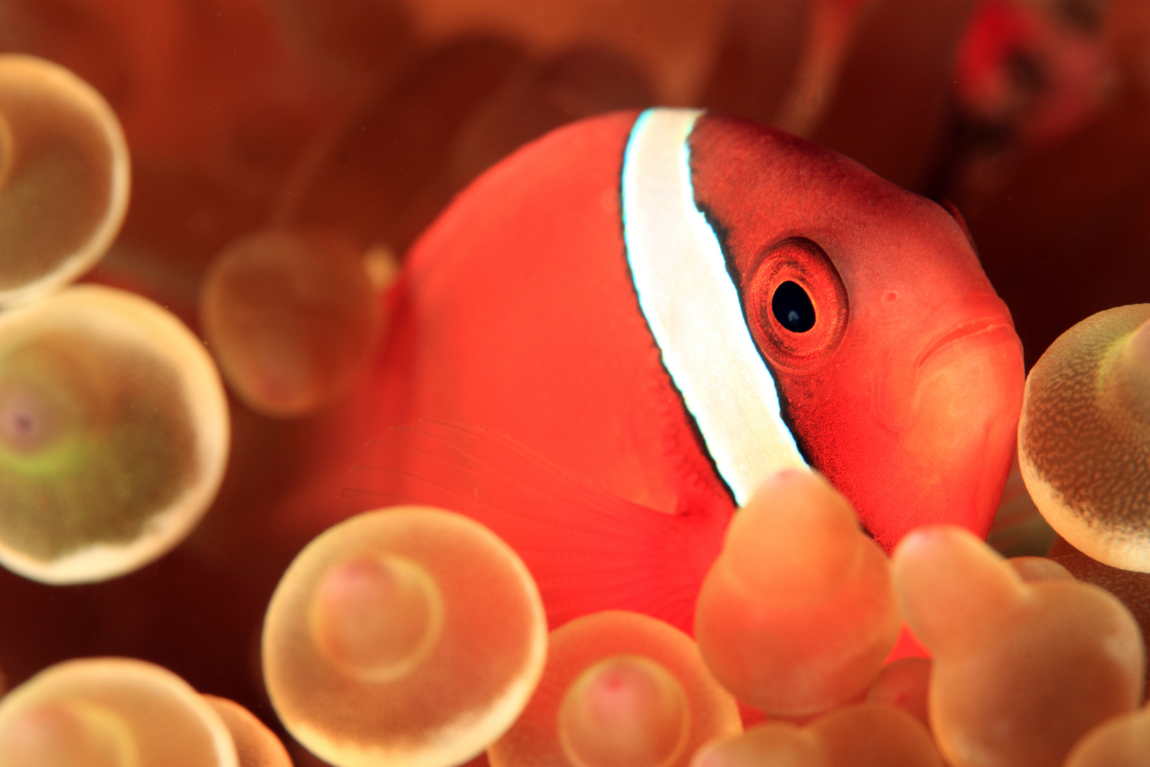 Rotflossen-Anemonenfisch - Amphiprion frenatus