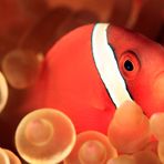 Rotflossen-Anemonenfisch - Amphiprion frenatus