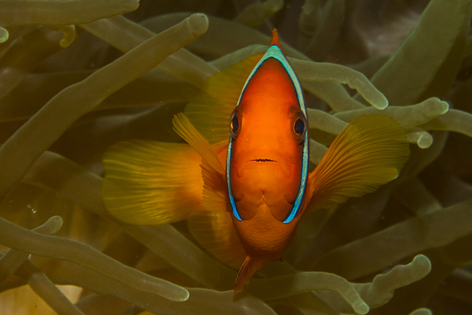 Rotflossen-Anemonenfisch - Cabilao 2016