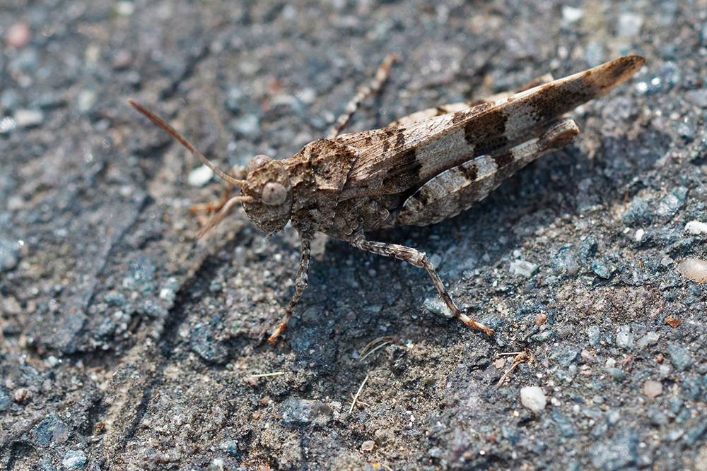 Rotflügelige Ödlandschecke (Oedipoda germanica)