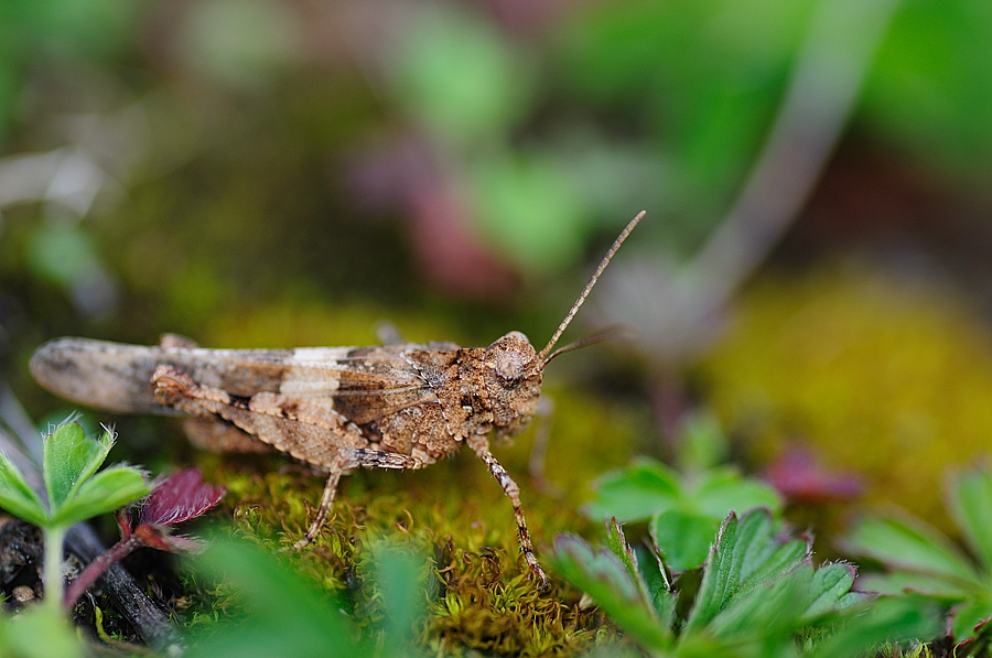 Rotflügelige Ödlandschrecke (Oedipoda germanica)