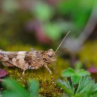 Rotflügelige Ödlandschrecke (Oedipoda germanica)