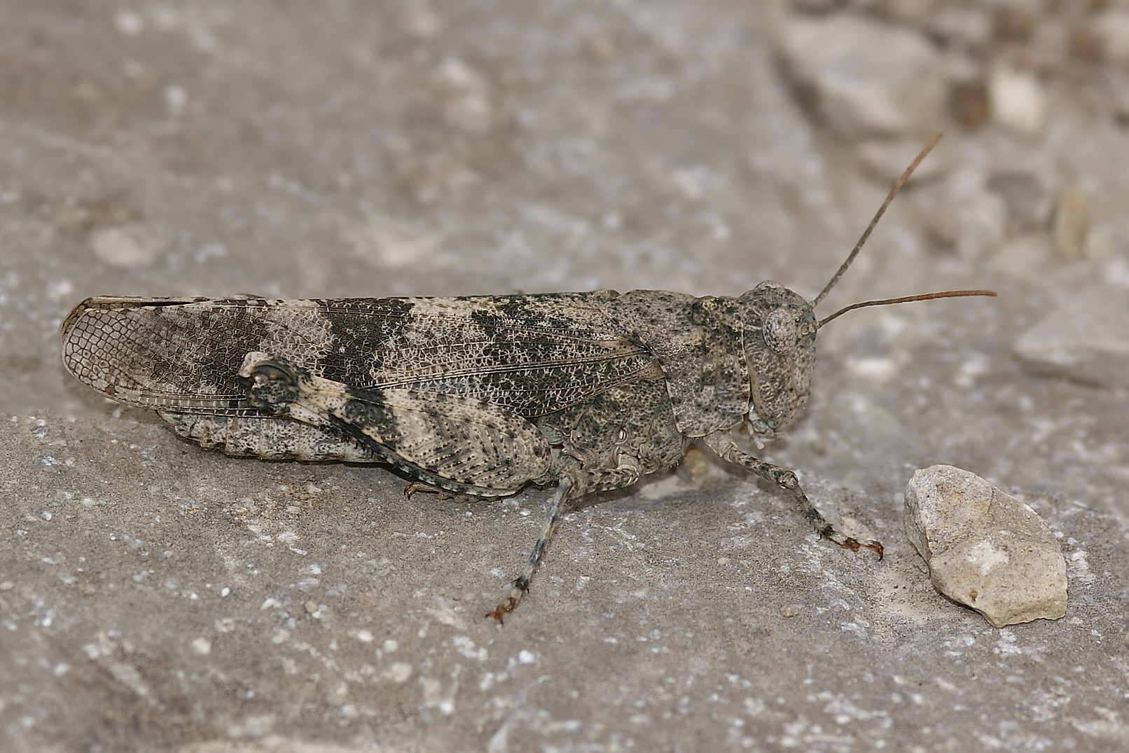 Rotflügelige Ödlandschrecke (Oedipoda germanica)