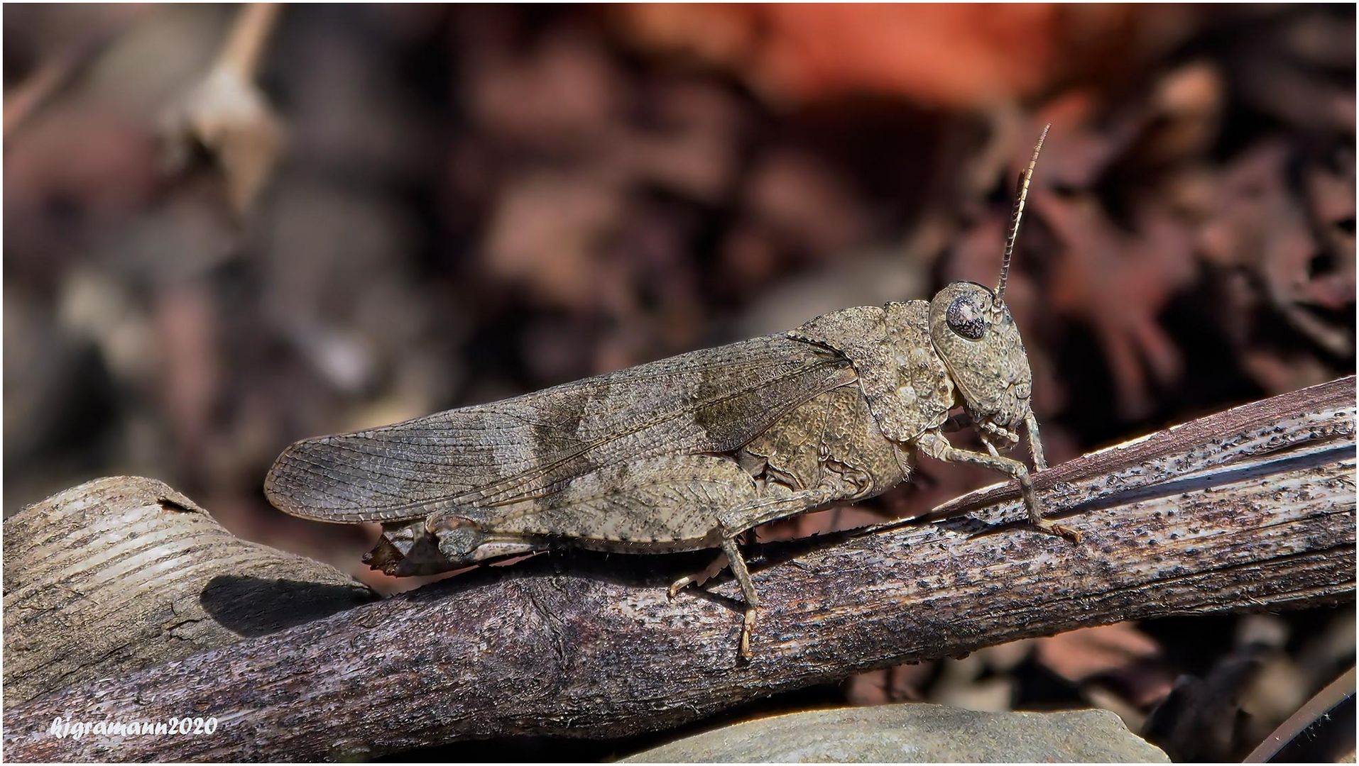 rotflügelige ödlandschrecke (oedipoda germanica)....