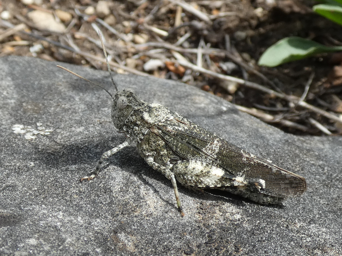 Rotflügelige Ödlandschrecke (Oedipoda germanica)