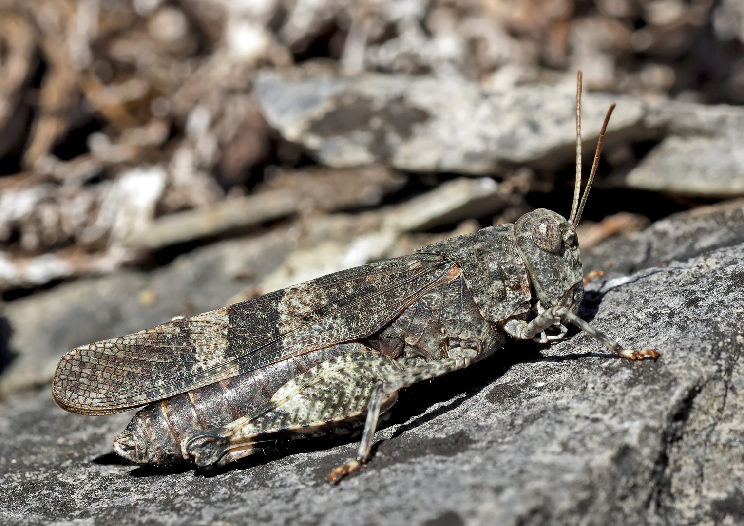 Rotflügelige Ödlandschrecke (Oedipoda germanica) - Le Criquet à ailes rouges.