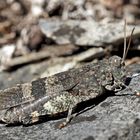 Rotflügelige Ödlandschrecke (Oedipoda germanica) - Le Criquet à ailes rouges.