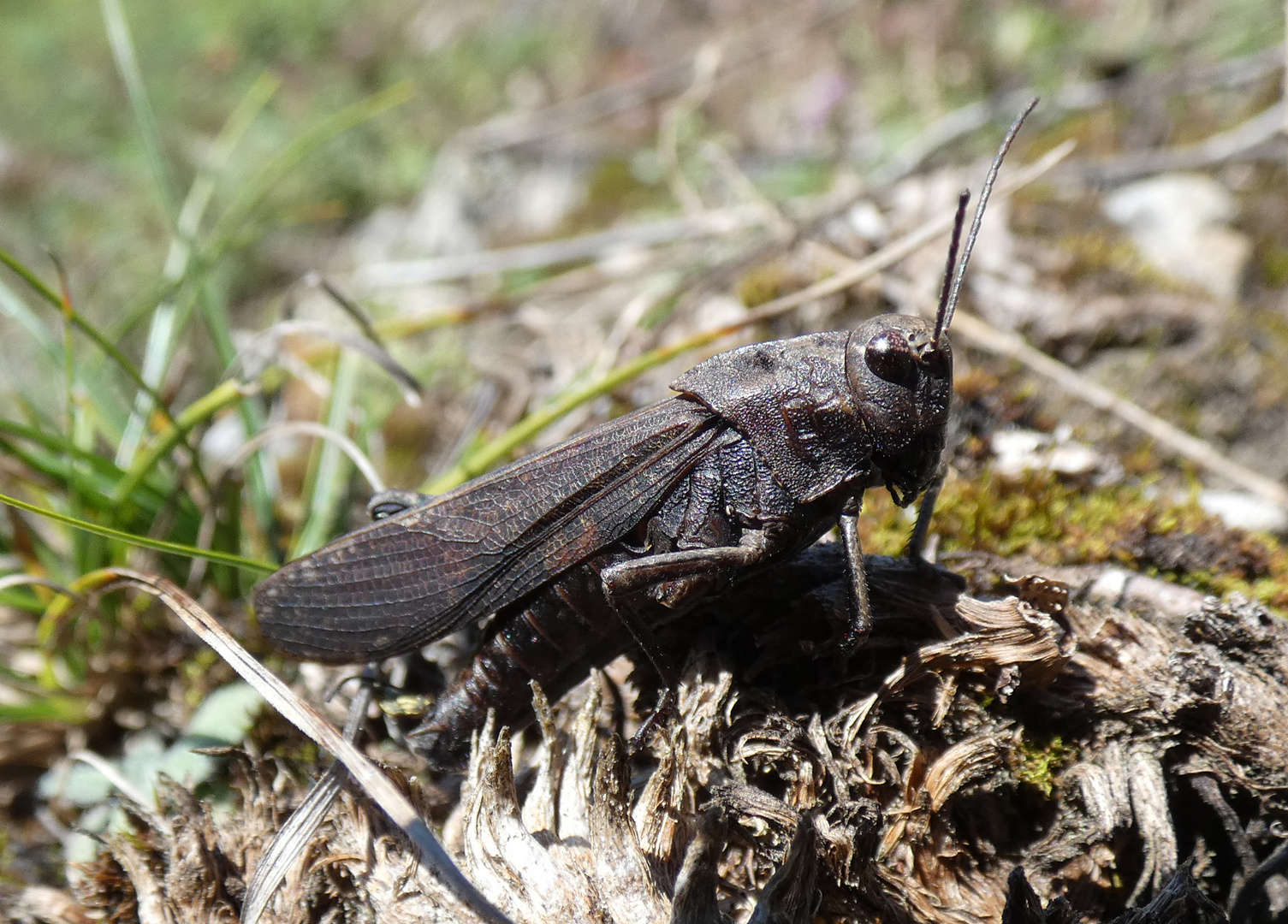 Rotflügelige Schnarrschrecke (Psophus stridulus)