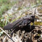 Rotflügelige Schnarrschrecke (Psophus stridulus)