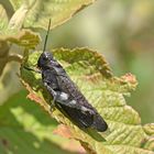 Rotflügelige Schnarrschrecke (Psophus stridulus)