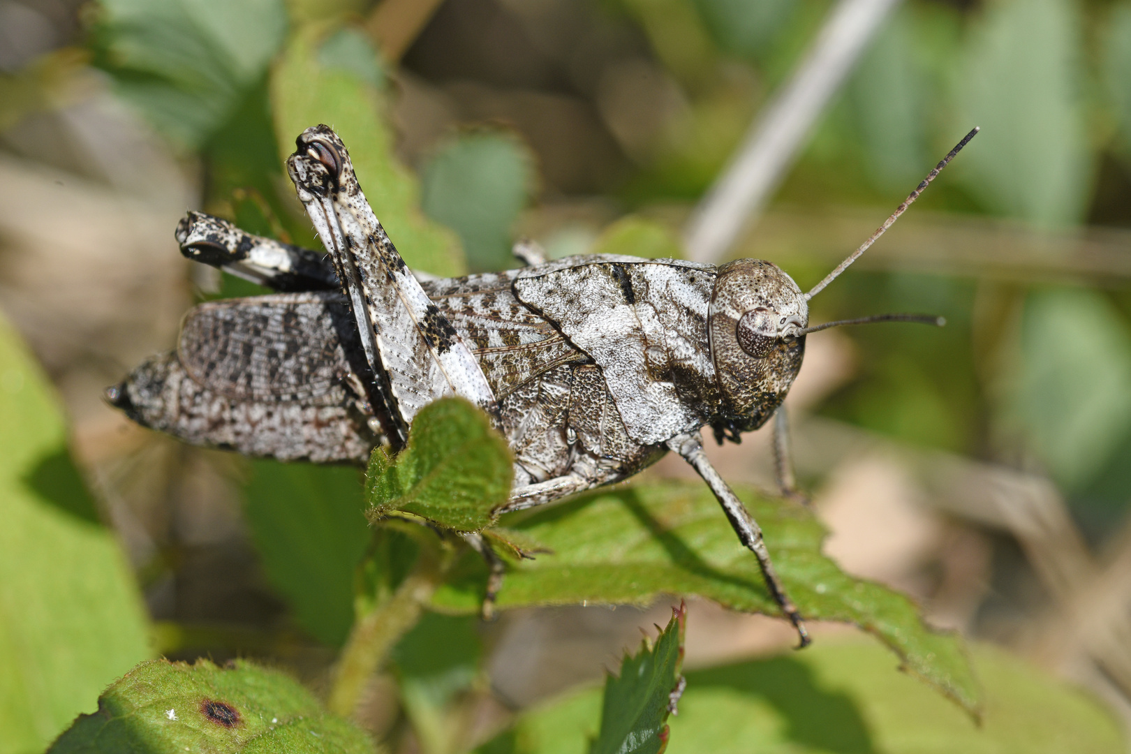 Rotflügelige Schnarrschrecke (Psophus stridulus; Weibchen)