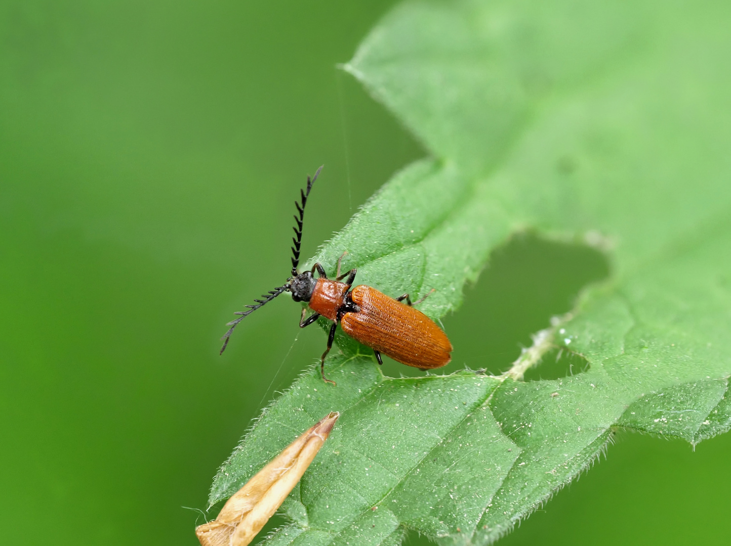 Rotflügeligen Hakenhals-Schnellkäfer (Denticollis rubens)39