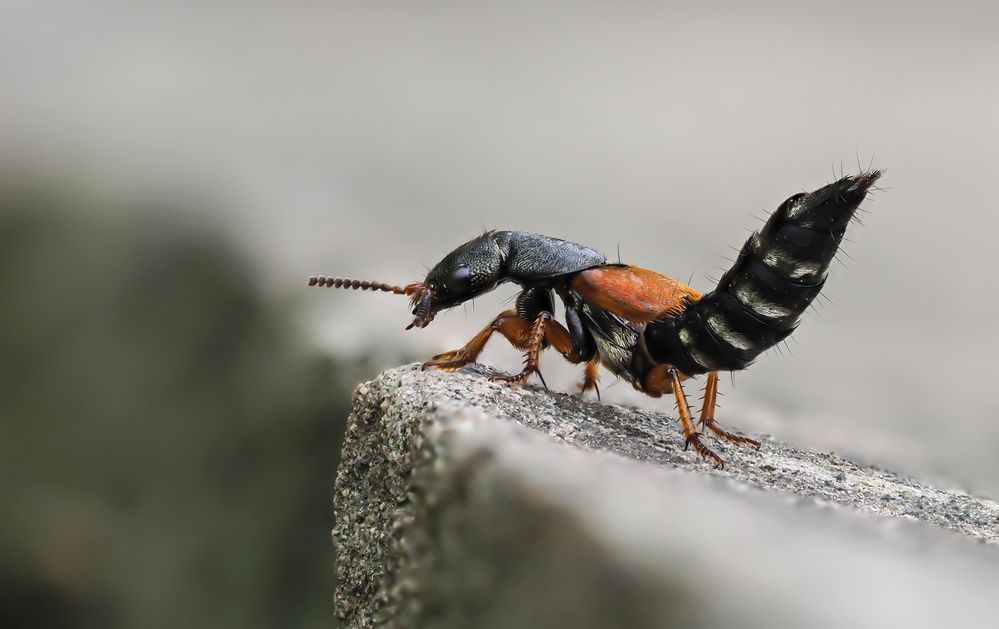 Rotflügeliger Moderkäfer (Staphylinus dimidiaticornis)