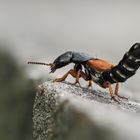 Rotflügeliger Moderkäfer (Staphylinus dimidiaticornis)