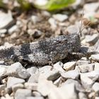 Rotflüglige Ödlandschrecke