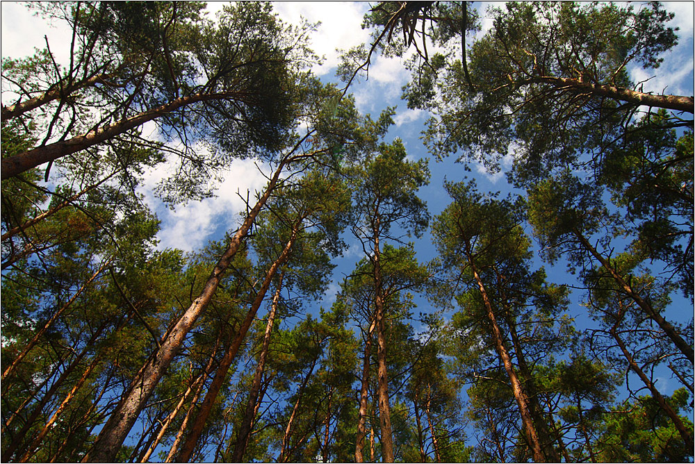 rotföhren-wald