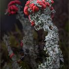 Rotfrüchtige Cladonia ...