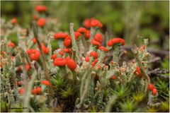 rotfrüchtige säulenflechte (cladonia floerkeana)....