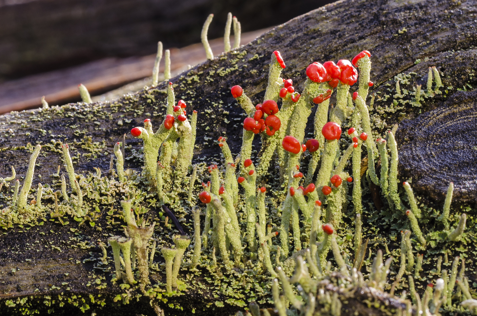 Rotfrüchtige Säulenflechte (Cladonia macilenta)