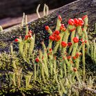 Rotfrüchtige Säulenflechte (Cladonia macilenta)