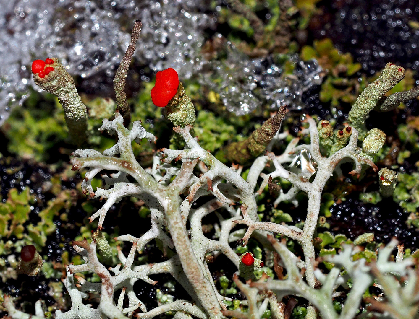 Rotfrüchtige Säulenflechte (Cladonia macilenta).