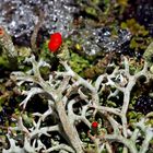 Rotfrüchtige Säulenflechte (Cladonia macilenta).