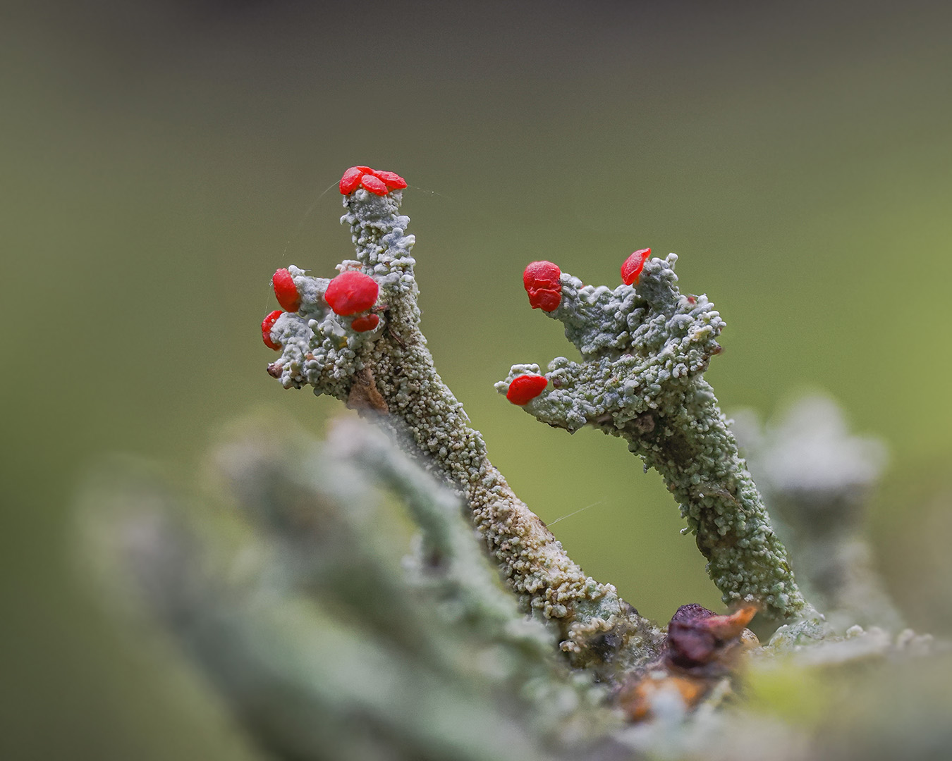 Rotfrüchtige Säulenflechte ( Cladonia macilenta ), ca. 0,5 cm hoch