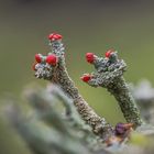 Rotfrüchtige Säulenflechte ( Cladonia macilenta ), ca. 0,5 cm hoch