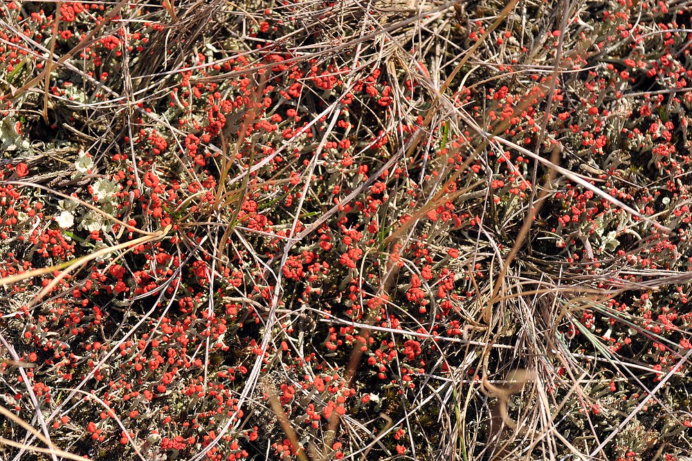 Rotfrüchtige Säulenflechte (Cladonia macilenta) ?