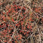 Rotfrüchtige Säulenflechte (Cladonia macilenta) ?