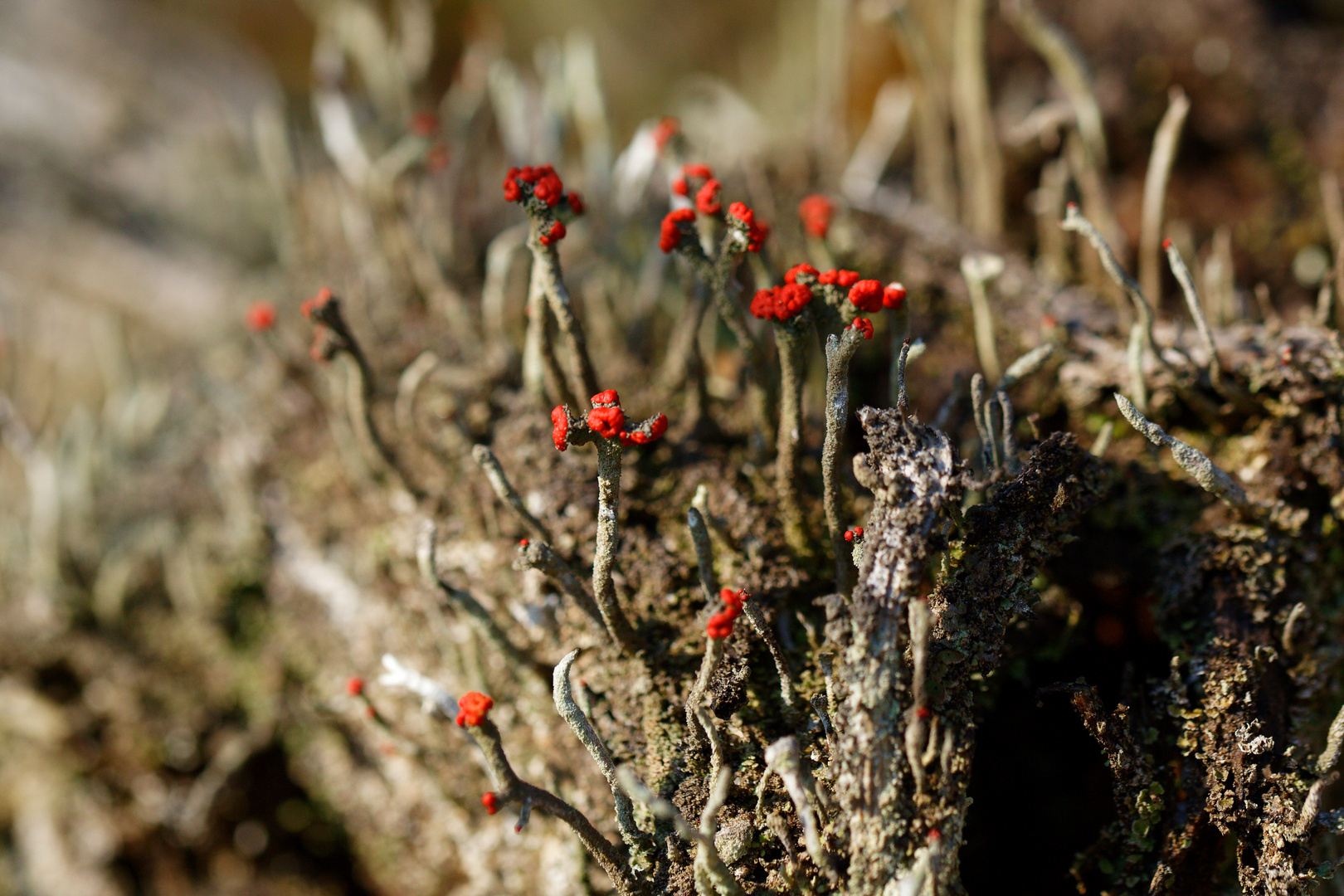 Rotfrüchtige Säulenflechte (Cladonia macilenta) 