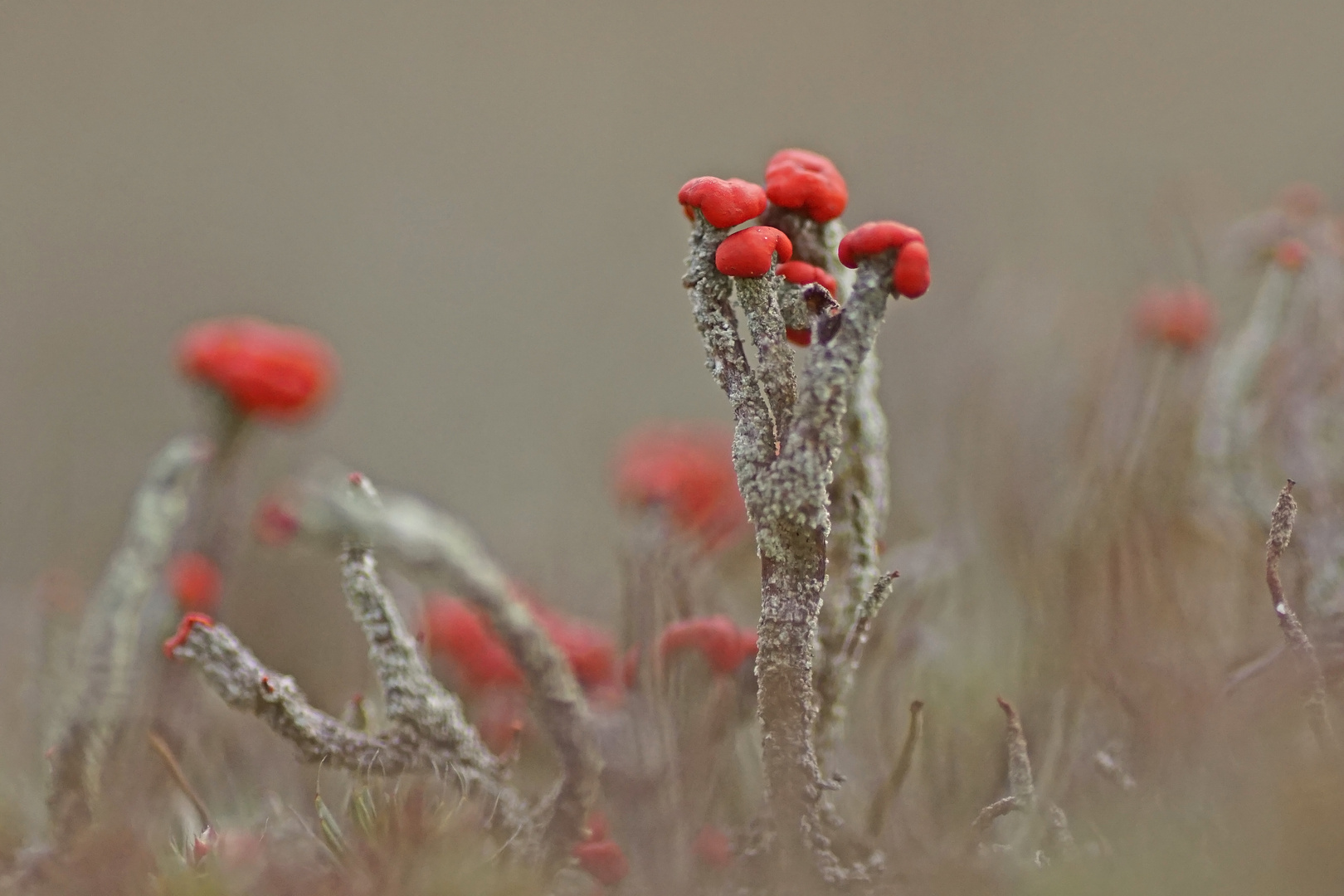 Rotfrüchtige Säulenflechte (Cladonia macilenta)