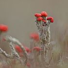 Rotfrüchtige Säulenflechte (Cladonia macilenta)